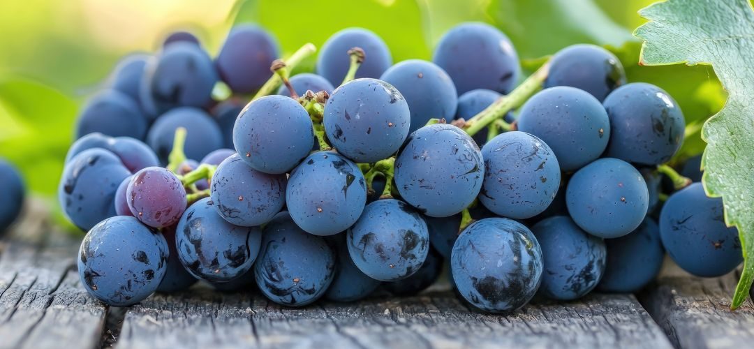 Uvas/USDA: Pronostican crecimiento del 2% en la producción mundial, impulsadas por la alza productiva de China, India, UE y Perú para año comercial 2025/26