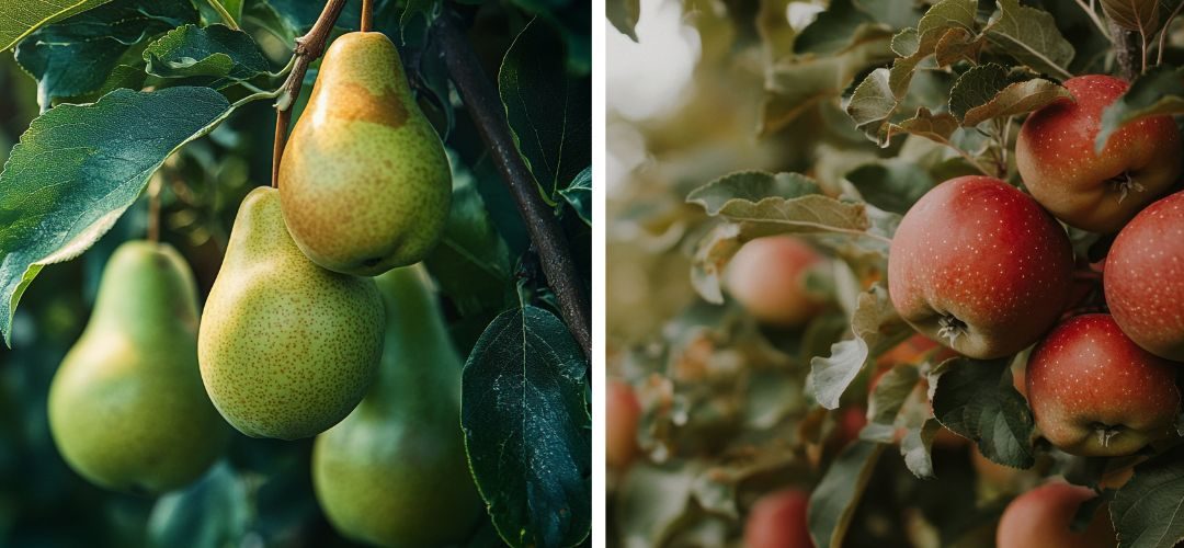 USDA pronostica descensos de las producciones mundiales de manzanas (-5%) y peras (2%) para año comercial 2025/26