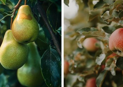 USDA pronostica descensos de las producciones mundiales de manzanas (-5%) y peras (2%) para año comercial 2025/26