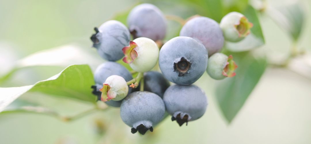 Arándanos: Egipto se convertirá en un nuevo polo estratégico de producción