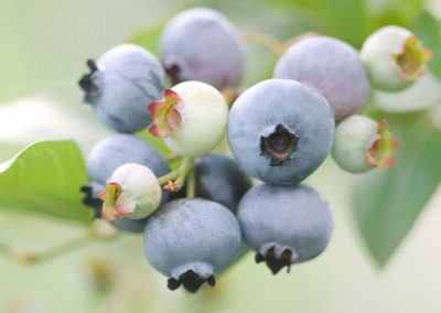 Arándanos: Egipto se convertirá en un nuevo polo estratégico de producción