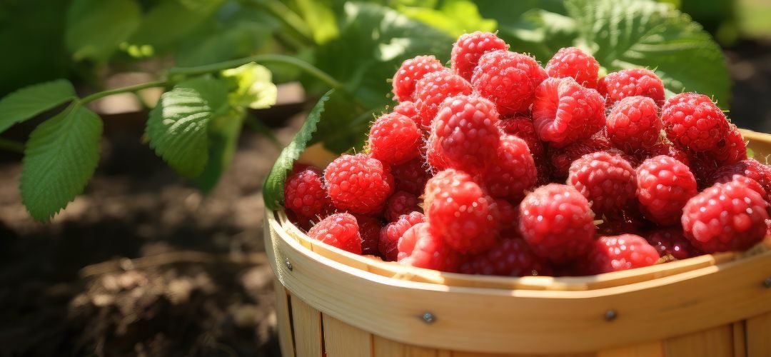 Berries/México: avanza implementación de mecanismo de certificación laboral para exportaciones