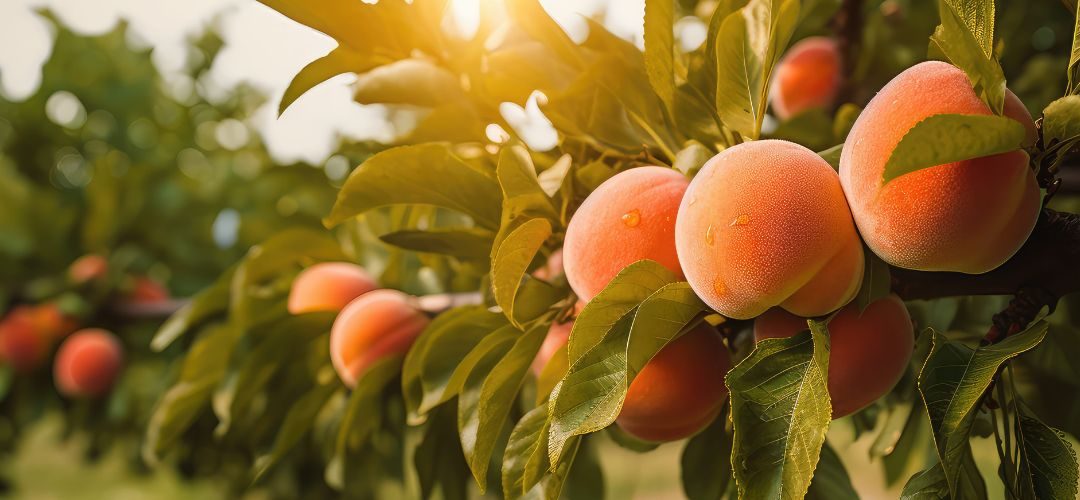 Mendoza/Durazno Industrial: Cosecha 2025/26 se estima sobre las 105 mil toneladas