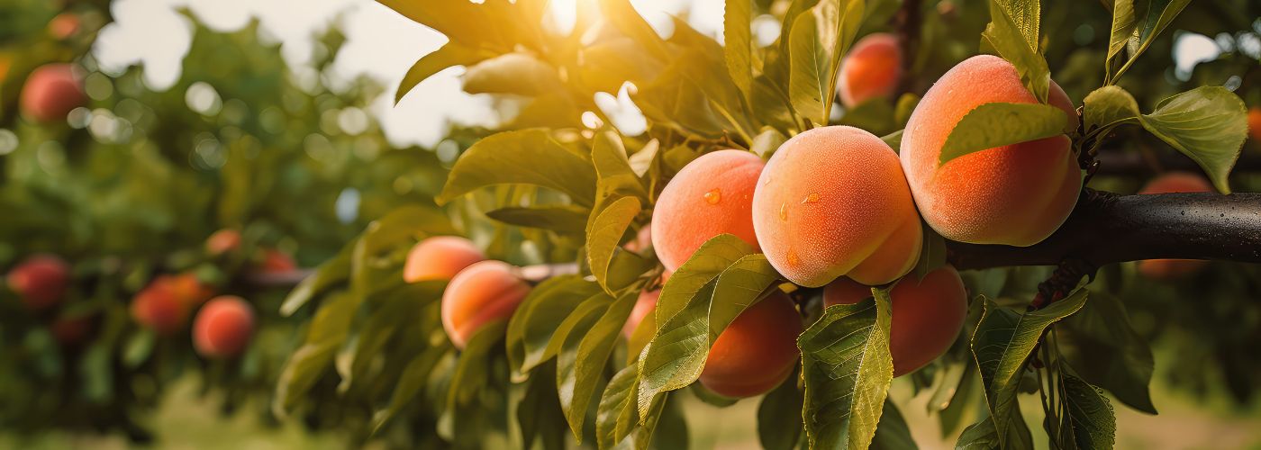 Diseño sin título – 2026-01-02T131859.082