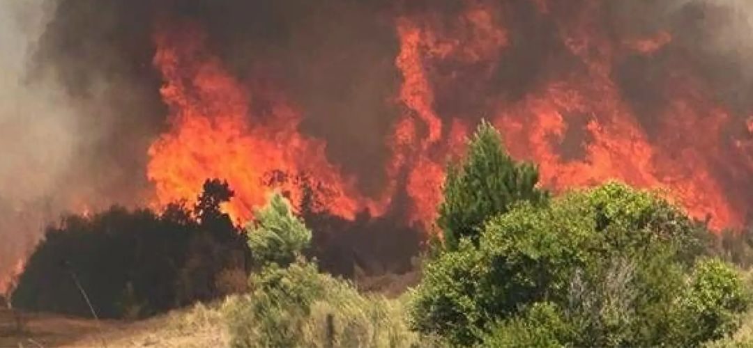 SII publica medidas tributarias excepcionales para contribuyentes afectados por los incendios en las regiones de Ñuble y Biobío
