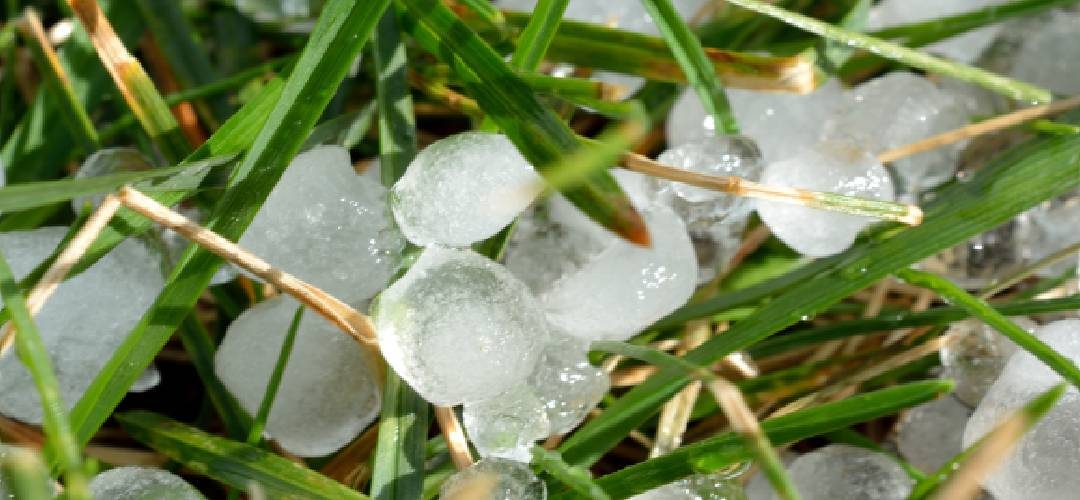 Argentina: Granizo daña 90% de los huertos de alto valle, afectando principalmente las peras y manzanas