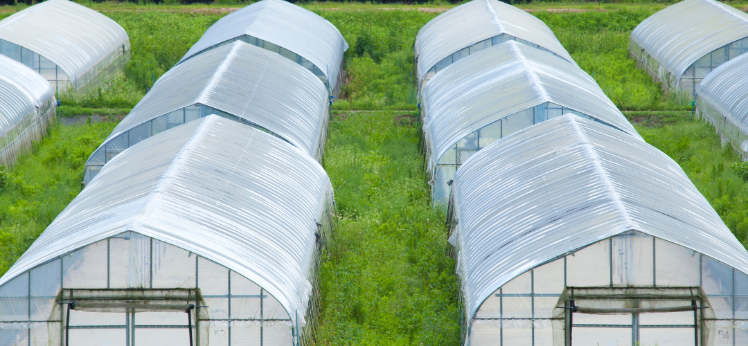Turquía se posiciona en el cuarto lugar mundial de producción de frutas y hortalizas de invernadero