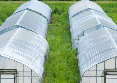 Turquía se posiciona en el cuarto lugar mundial de producción de frutas y hortalizas de invernadero