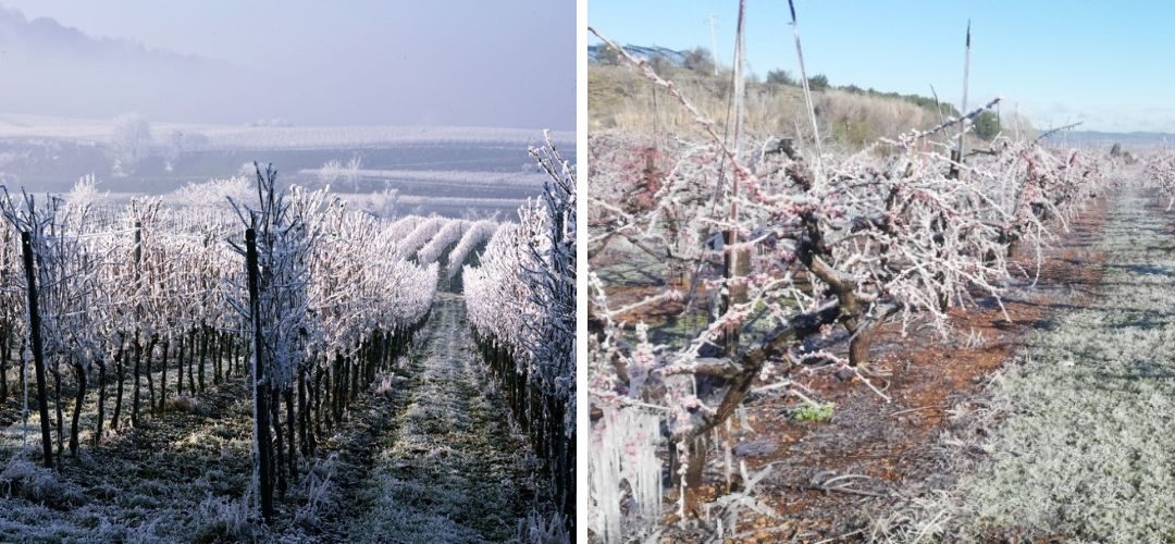 Heladas, Tormentas de lluvias y ciclones golpean fruticultura de Europa y Marruecos