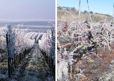 Heladas, Tormentas de lluvias y ciclones golpean fruticultura de Europa y Marruecos