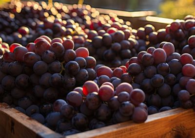 Uva de Mesa: Perú ajusta a la baja su proyección de exportaciones 2025/26 por factores climáticos