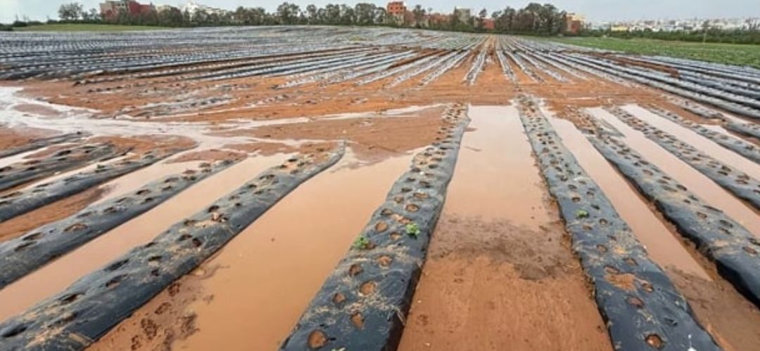 Marruecos: Una de las principales zonas productoras de berries gravemente afectada por inundaciones
