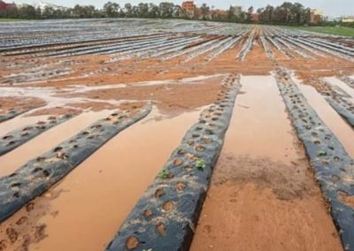 Marruecos: Una de las principales zonas productoras de berries gravemente afectada por inundaciones
