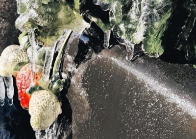 Florida/EE.UU: Frío extremo y huracán Milton provocan pérdidas estimadas hasta US$ 1,5 billones, frutillas y arándanos los más afectados