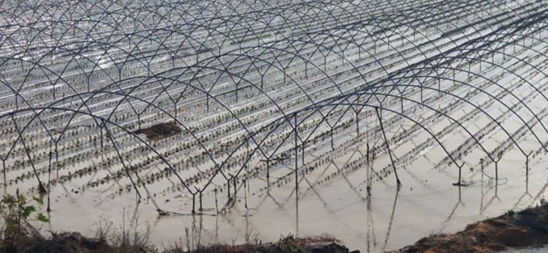 España/Andalucía: Daños en berries, frutales y otros cultivos asciendería a más de 3 billones de euros por el paso de la tormenta Leonardo