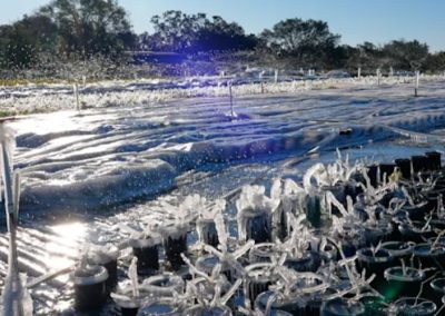 Tormenta Fern devastó la temporada de arándanos en Florida y reduciría la oferta hasta 50%
