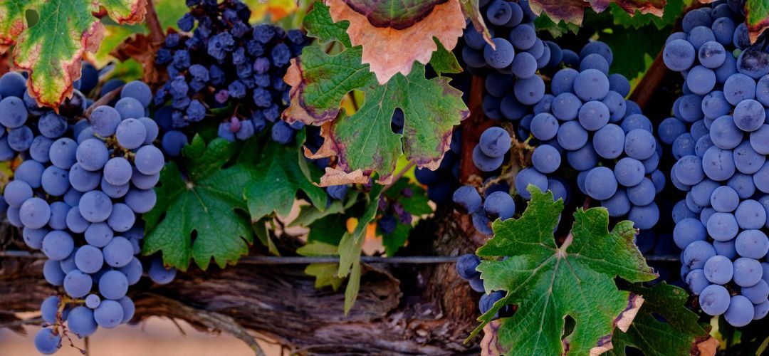 Parlamento Europeo aprobó nueva legislación para el sector vitivinícola de países miembros