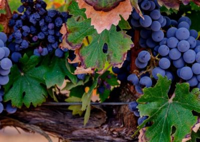 Parlamento Europeo aprobó nueva legislación para el sector vitivinícola de países miembros