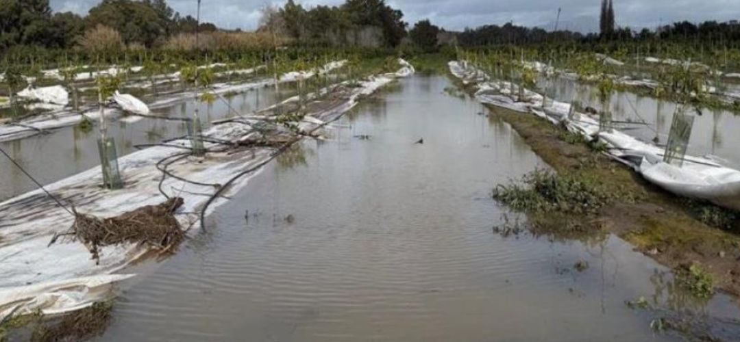 España: 70 mil hectáreas de diversos cultivos dañadas dejaron las últimas tormentas