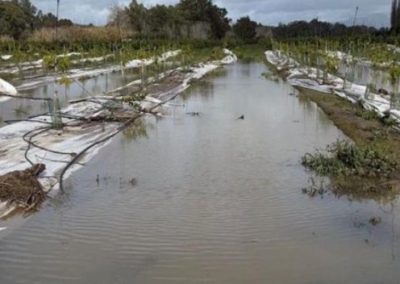 España: 70 mil hectáreas de diversos cultivos dañadas dejaron las últimas tormentas
