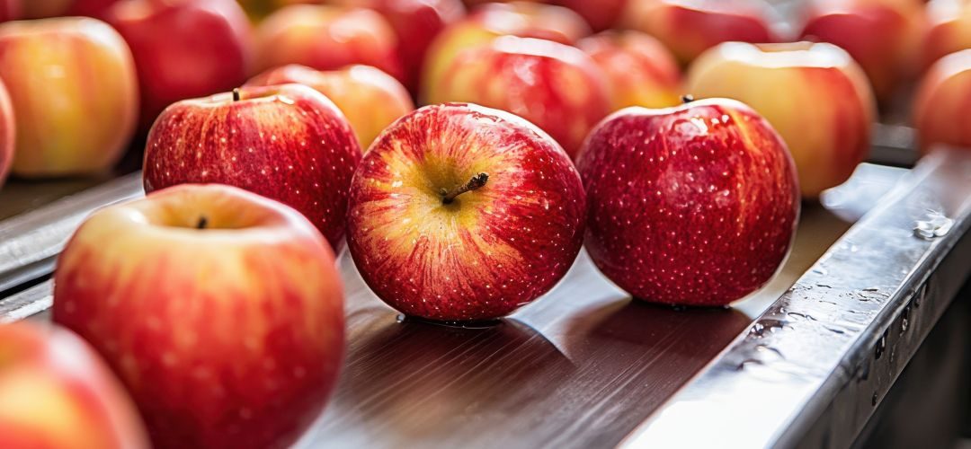 Manzana Industrial/Polonia: Precios sufren duro ajuste por exceso de materia prima y altos costos energéticos en Febrero