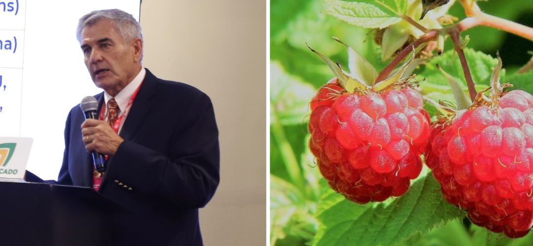 Director de Chilealimentos Antonio Domínguez «Chile podría alcanzar 40 mil toneladas de frambuesa en el corto plazo»
