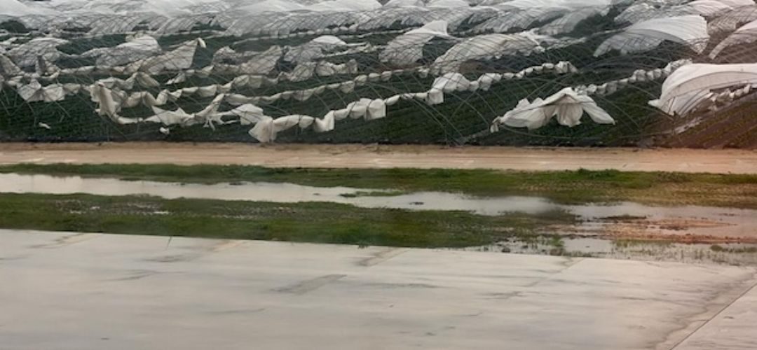 Berries/Huelva: Últimas Tormentas redujeron 38% la producción de frutillas y 35% la producción de frambuesas