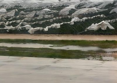 Berries/Huelva: Últimas Tormentas redujeron 38% la producción de frutillas y 35% la producción de frambuesas