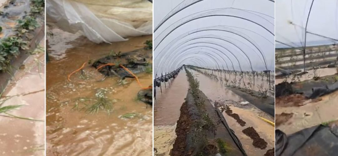 Berries/Marruecos: Tormentas provocan daños catastróficos a berries, tomates y otros cultivos en principal zona productora del país