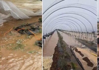 Berries/Marruecos: Tormentas provocan daños catastróficos a berries, tomates y otros cultivos en principal zona productora del país