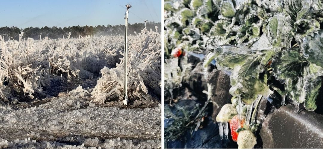 Heladas/Florida: Informe revela daños totales por 3,1 billones en cultivos, en berries alcanzaron el 80% de frutillas y 90% de arándanos