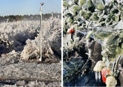 Heladas/Florida: Informe revela daños totales por 3,1 billones en cultivos, en berries alcanzaron el 80% de frutillas y 90% de arándanos