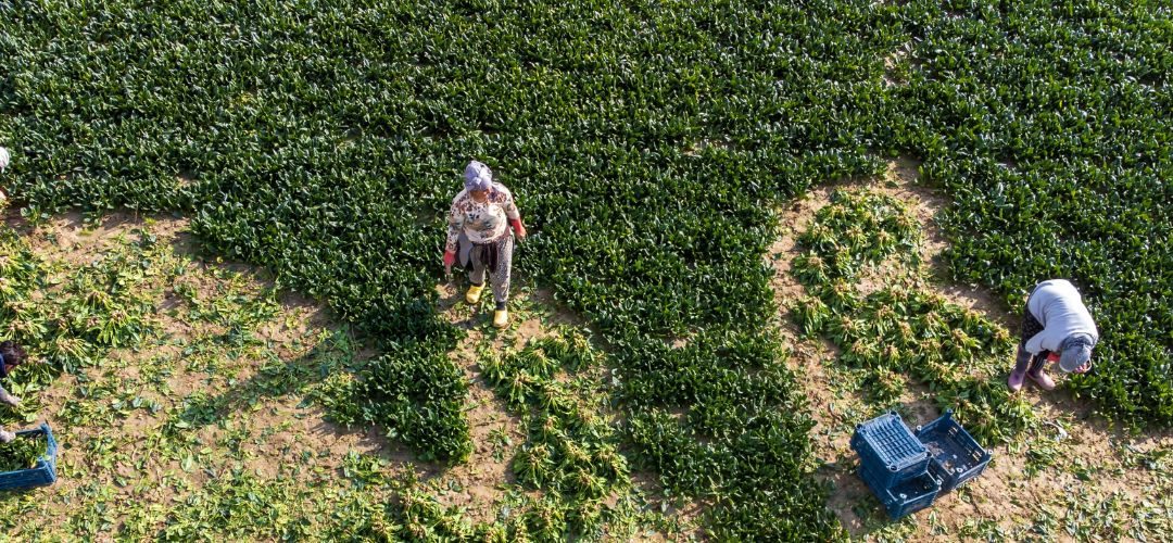 Estados Unidos flexibiliza visas agrícolas para extranjeros ante escasez de mano de obra