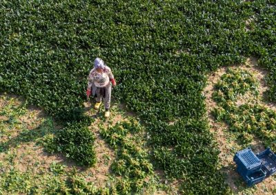 Estados Unidos flexibiliza visas agrícolas para extranjeros ante escasez de mano de obra