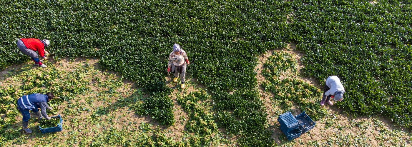MANO DE OBRA AGRICULTURA