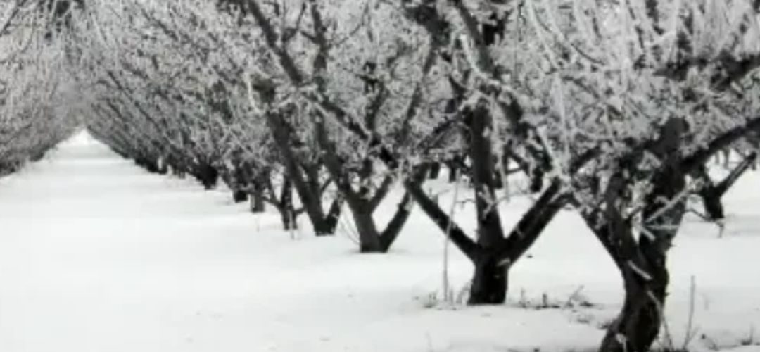 Ucrania: Helada en región agrícola de Vinnytsia provoca graves daños en cultivos de carozos y manzanas