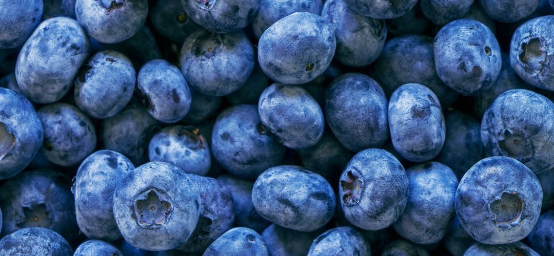 México impulsa la producción de arándanos y alcanzará 85 mil toneladas en 2026