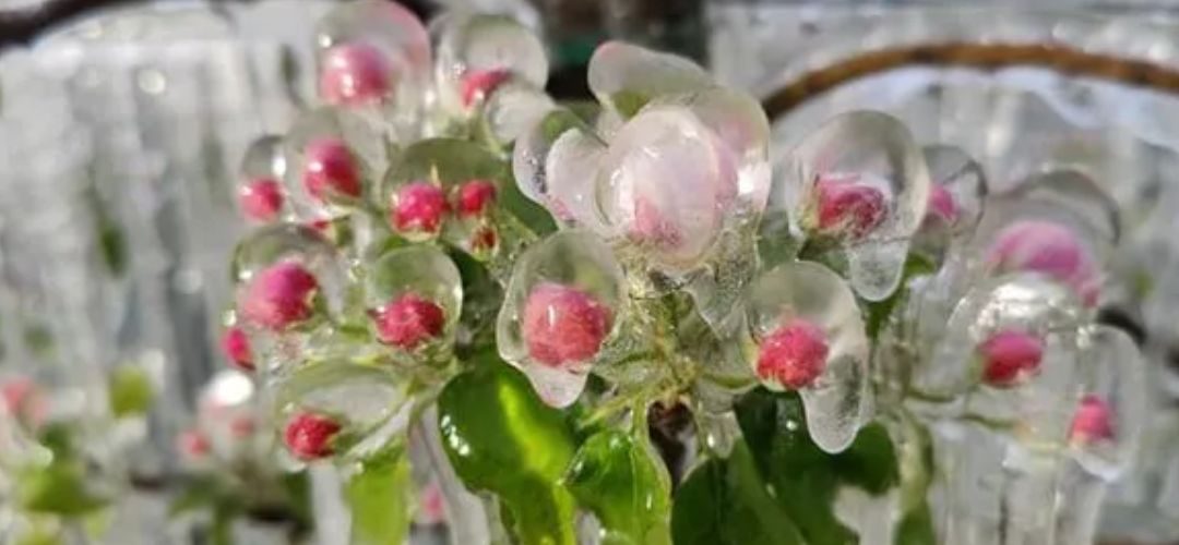 Ucrania: Primeros informes de daños por heladas señalan pérdidas del 20% en manzanas – peras y 10% en cerezas