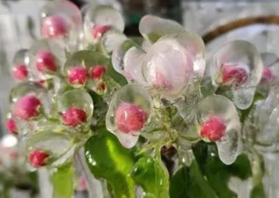 Ucrania: Primeros informes de daños por heladas señalan pérdidas del 20% en manzanas – peras y 10% en cerezas