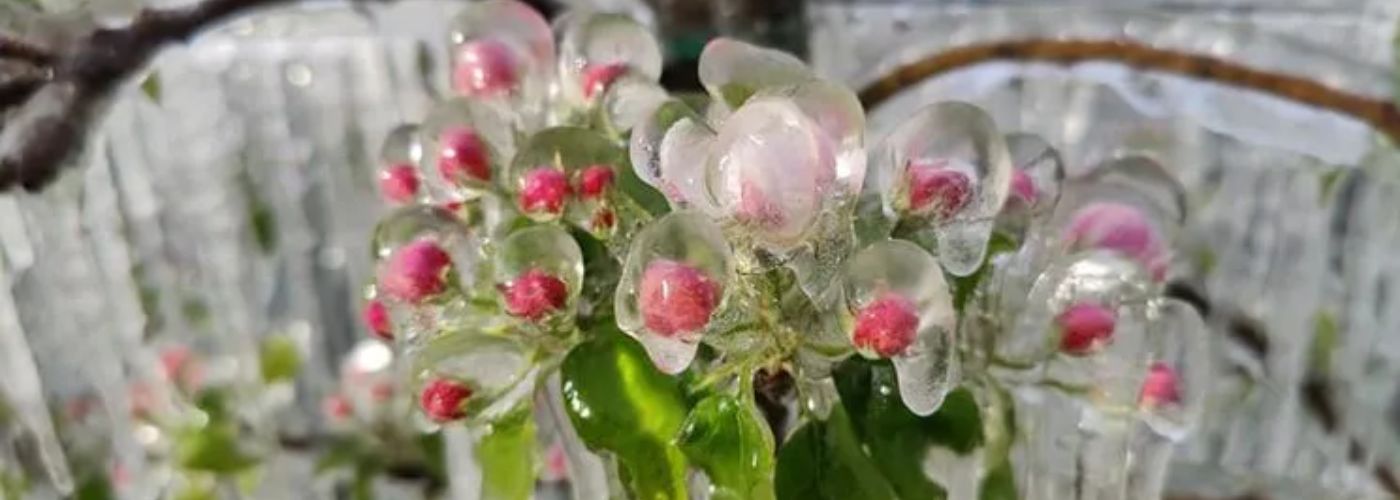 HELADAS UCRANIA 2026 HELADAS UCRANIA 2026