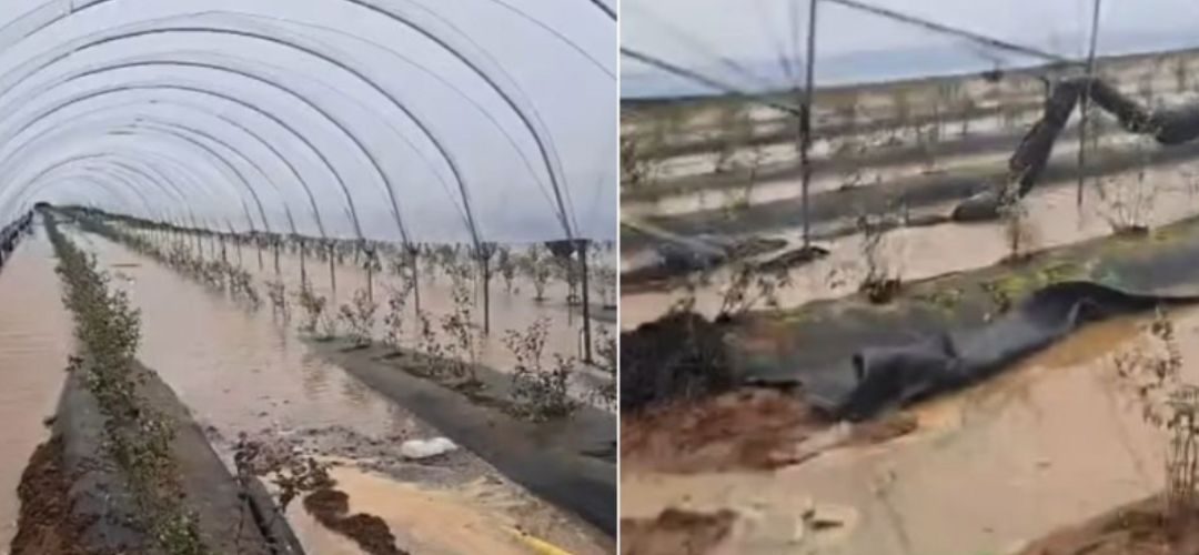 Tormentas golpean al arándano marroquí y recortan hasta 30% la campaña 2026