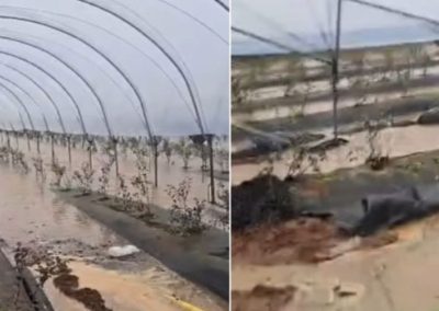 Tormentas golpean al arándano marroquí y recortan hasta 30% la campaña 2026