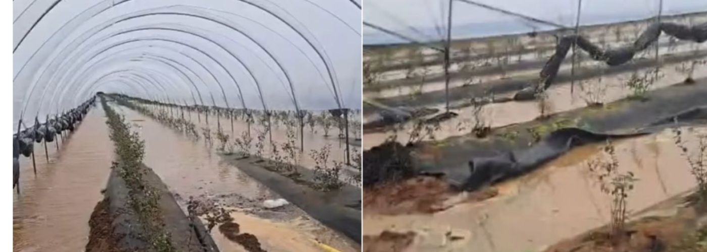 INUNDACIONES ARANDANOS MARRUECOS 2026