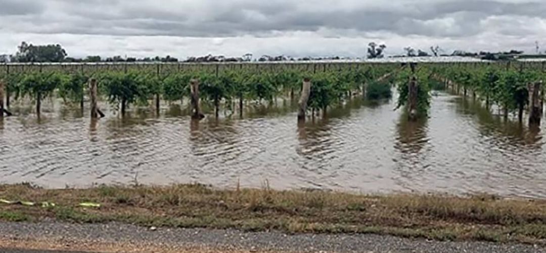 Uva de mesa/Australia: Inundaciones golpean a la industria, retrasan cosecha y provocarían millonarias pérdidas
