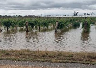 Uva de mesa/Australia: Inundaciones golpean a la industria, retrasan cosecha y provocarían millonarias pérdidas