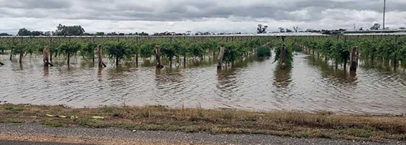 INUNDACIONES UVA DE MESA AUSTRALIA 2026 INUNDACIONES UVA DE MESA AUSTRALIA 2026