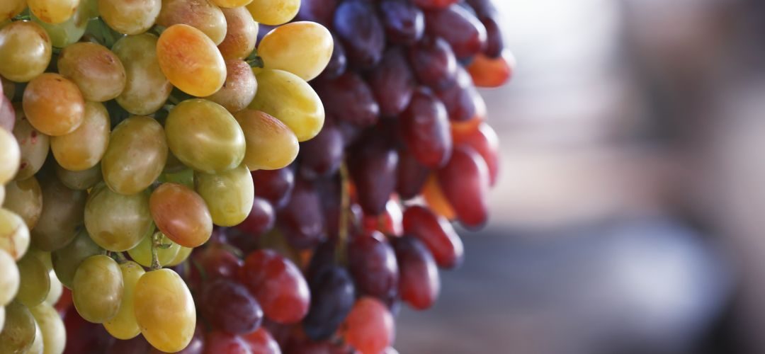 Uva de mesa/Chile: Envíos totales se ajustan a 62,2 millones de cajas para temporada 2025-2026