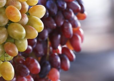 Uva de mesa/Chile: Envíos totales se ajustan a 62,2 millones de cajas para temporada 2025-2026