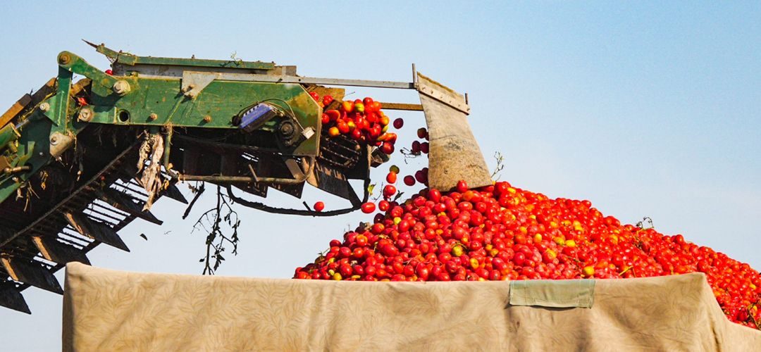 Tomate industrial/California: Superficie y producción caen al nivel más bajo de los últimos 20 años