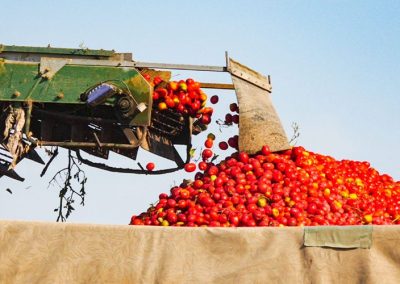 Tomate industrial/California: Superficie y producción caen al nivel más bajo de los últimos 20 años